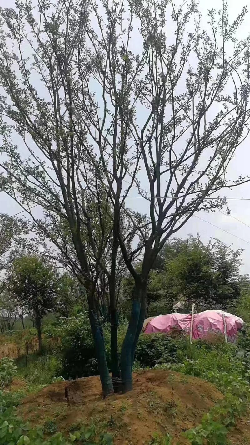 精品丛生朴树-朴树基地直销，丛生朴树精品