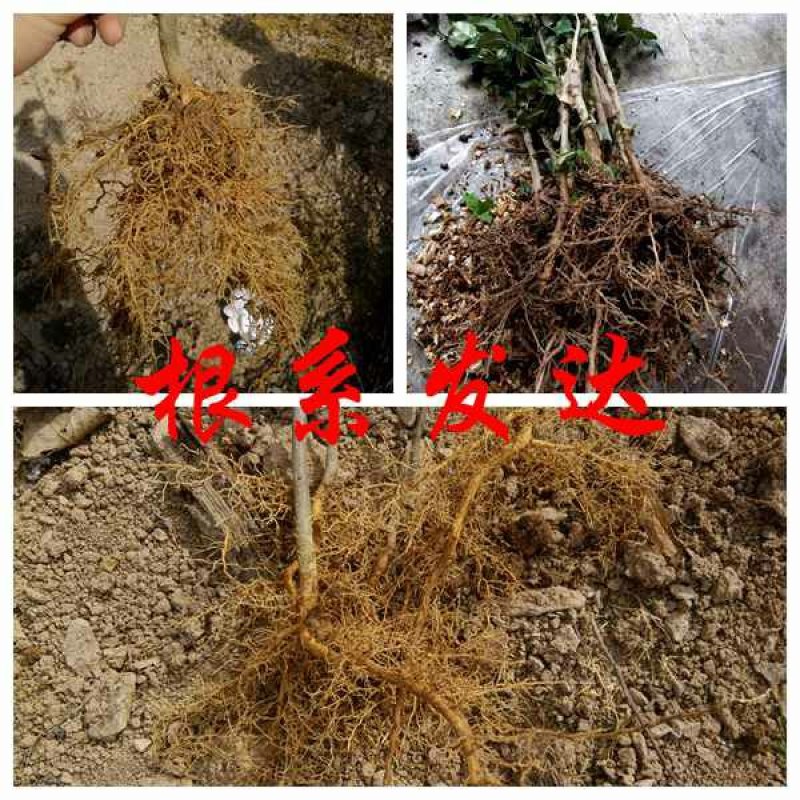 武都花椒苗大红袍狮子头伏椒1-3年苗提供技术指导甘肃陇南