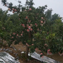 苹果纸加膜