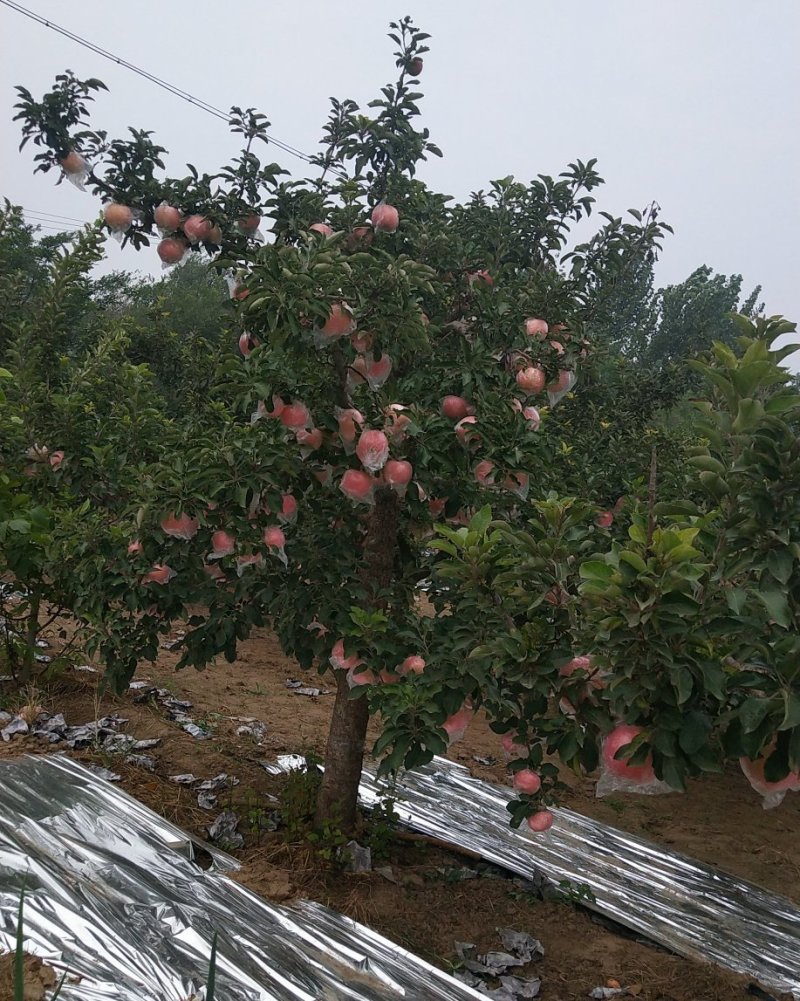 苹果纸加膜