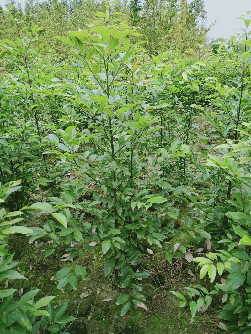丛生天竺桂1米——2米自家货量大从优欢迎订购