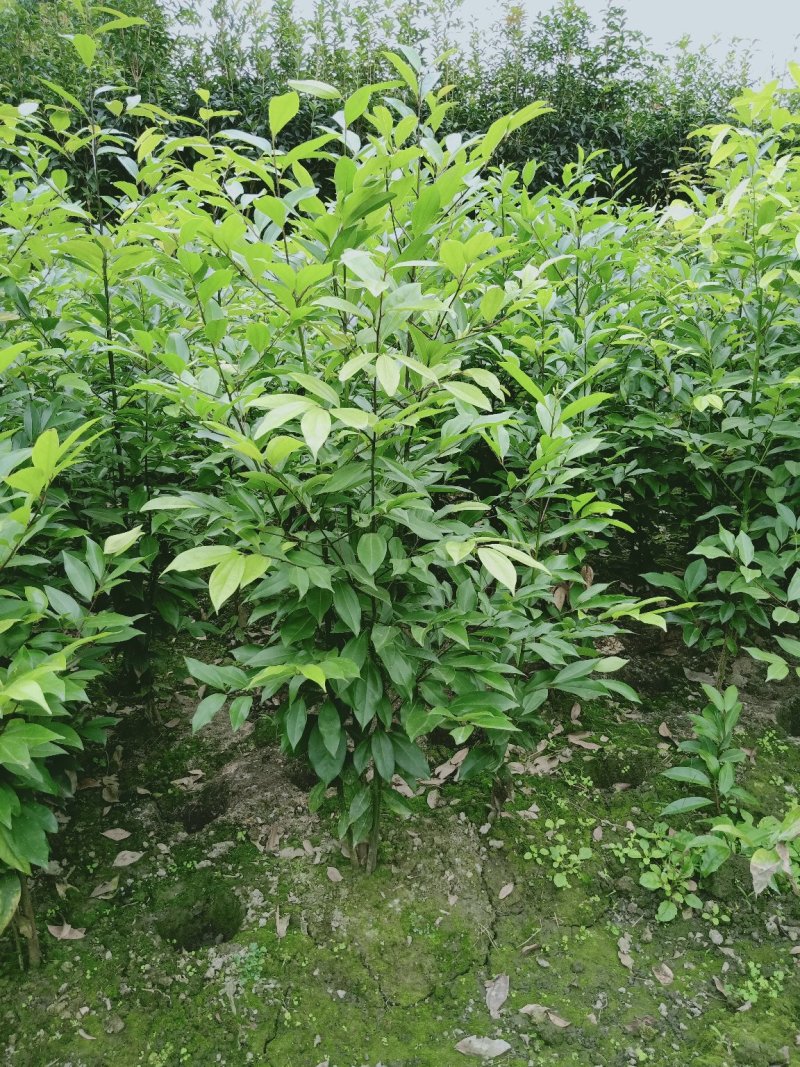 丛生天竺桂1米——2米自家货量大从优欢迎订购