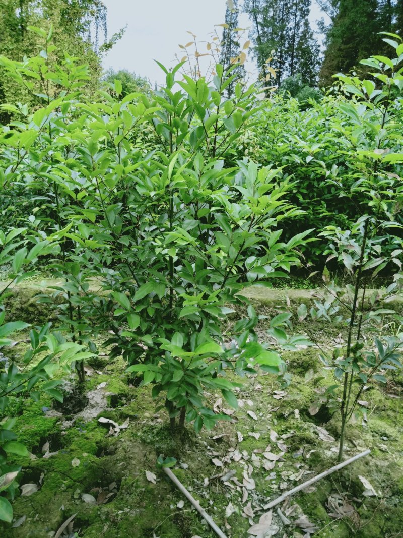 丛生天竺桂1米——2米自家货量大从优欢迎订购