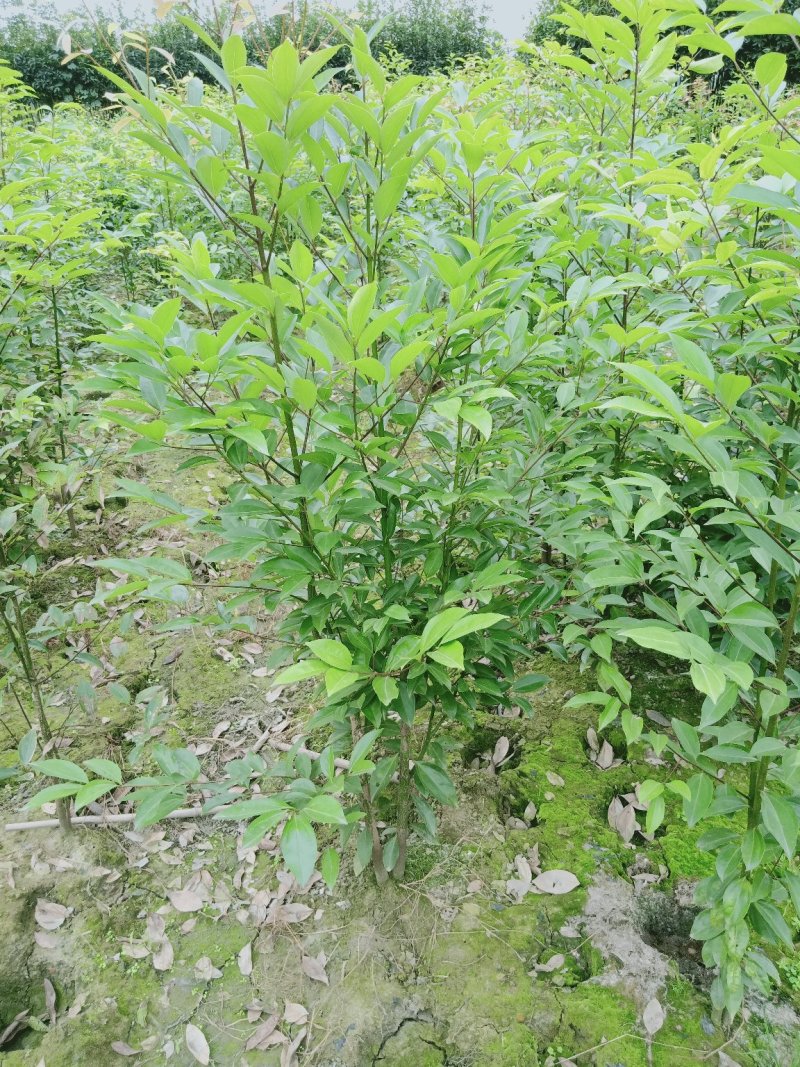 丛生天竺桂1米——2米自家货量大从优欢迎订购
