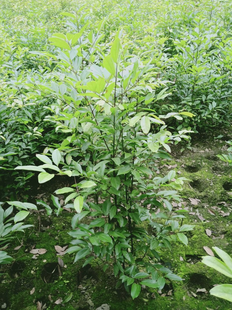 丛生天竺桂1米——2米自家货量大从优欢迎订购