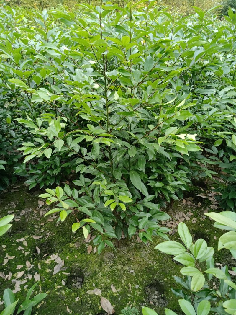 丛生天竺桂1米——2米自家货量大从优欢迎订购