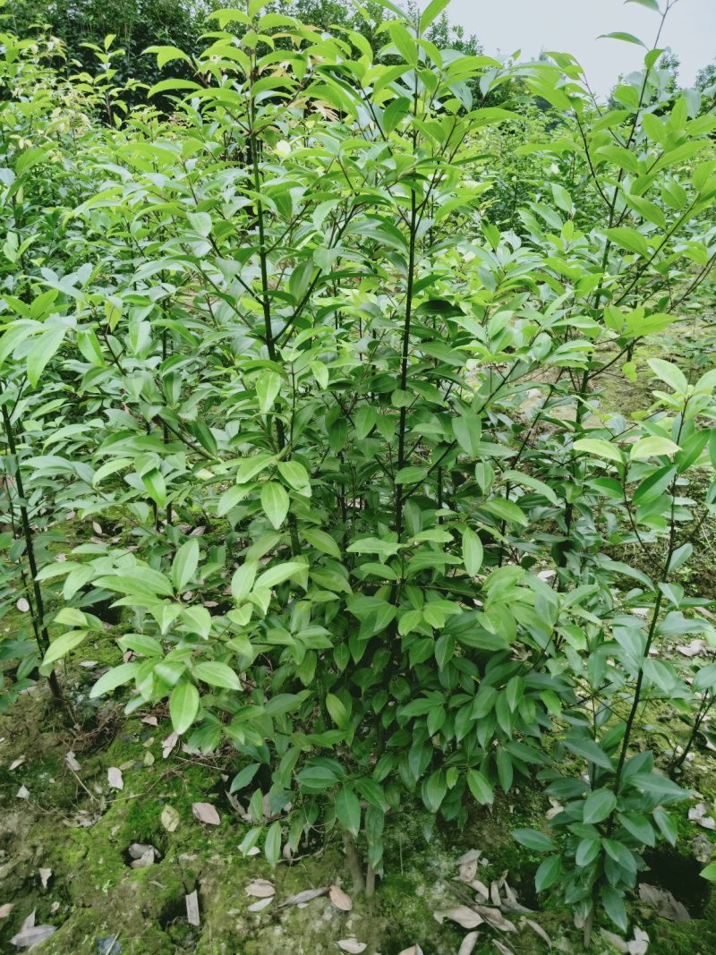 丛生天竺桂1米——2米自家货量大从优欢迎订购