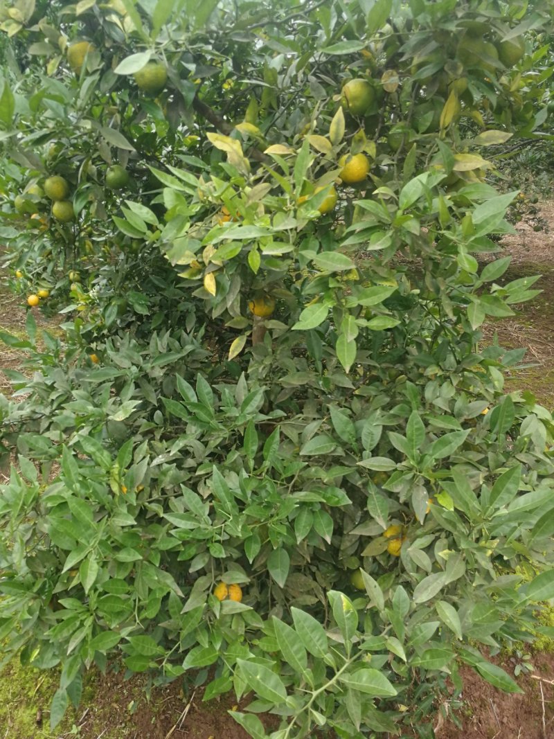 香橙种子，正宗资阳软枝小叶香橙种子，假一赔十