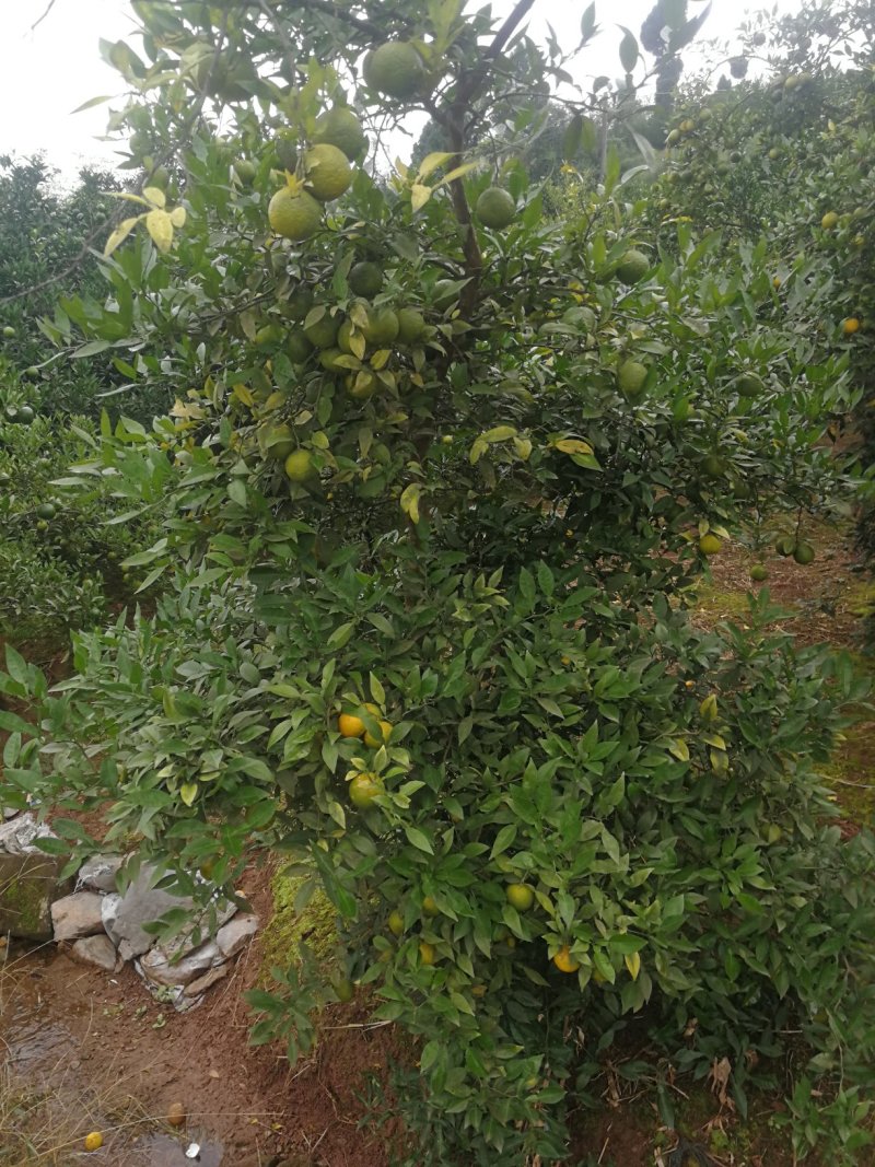 香橙种子，正宗资阳软枝小叶香橙种子，假一赔十