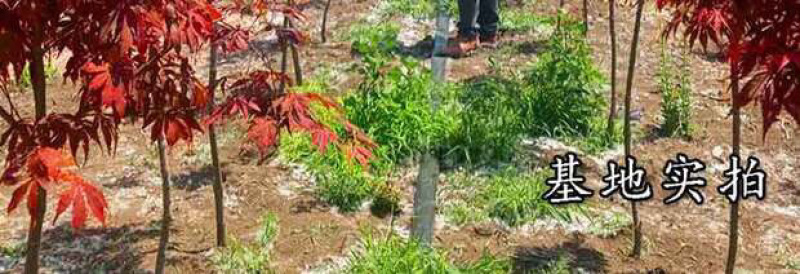 红枫树中国红枫树苗美国红枫红舞姬红枫
