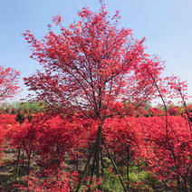 红枫树中国红枫树苗美国红枫红舞姬红枫