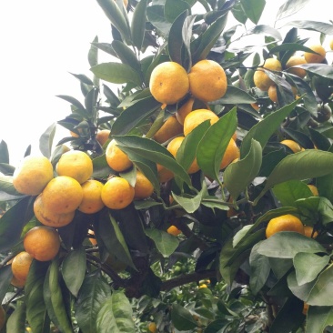 大量供应浙江台州涌泉蜜桔