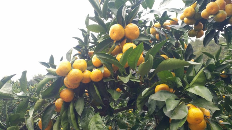 大量供应浙江台州涌泉蜜桔