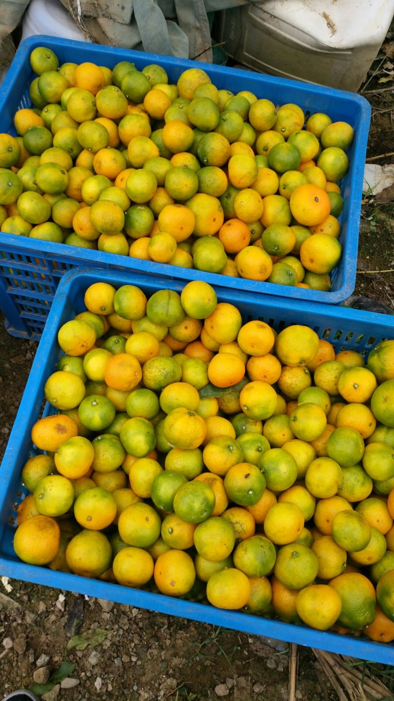 大量供应浙江台州黄岩蜜桔