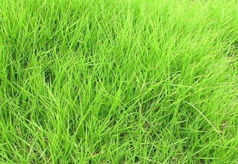 结缕草籽种日本高档草坪种子细叶结缕草种子