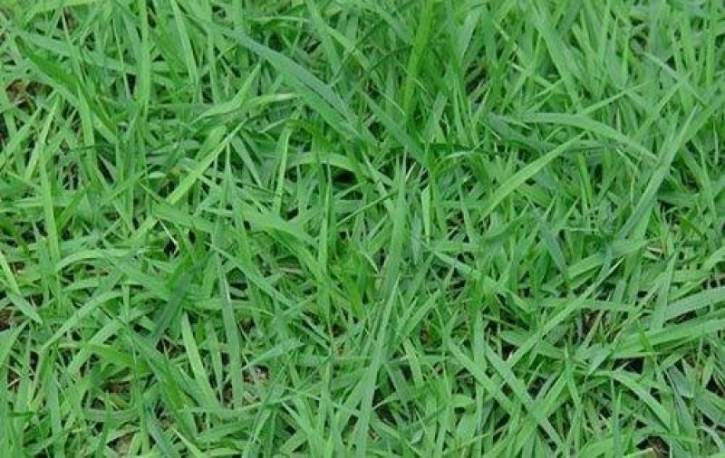 结缕草籽种日本高档草坪种子细叶结缕草种子
