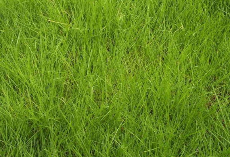 结缕草籽种日本高档草坪种子细叶结缕草种子