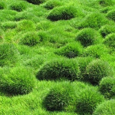 结缕草籽种日本高档草坪种子细叶结缕草种子