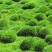 结缕草籽种日本高档草坪种子细叶结缕草种子