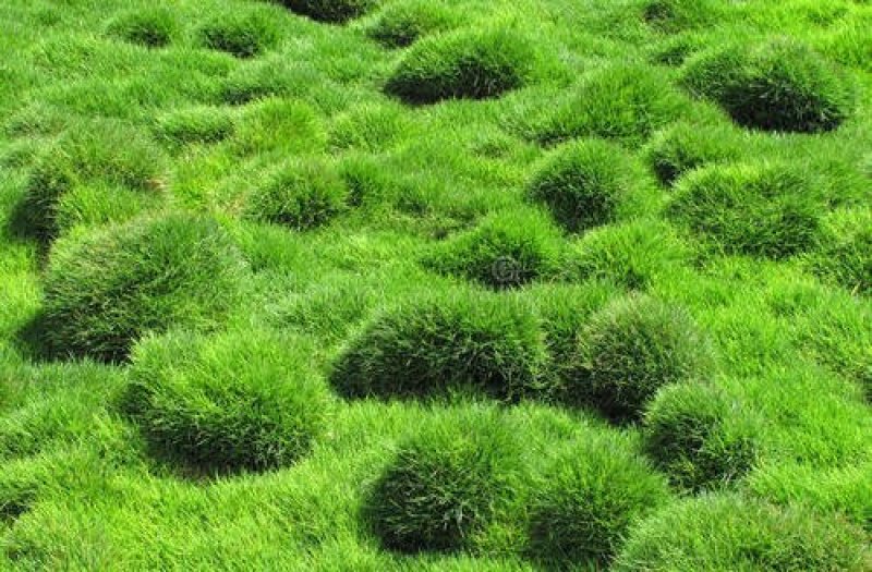 结缕草籽种日本高档草坪种子细叶结缕草种子