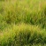结缕草籽种日本高档草坪种子细叶结缕草种子