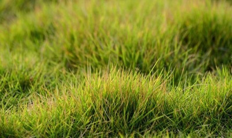 结缕草籽种日本高档草坪种子细叶结缕草种子