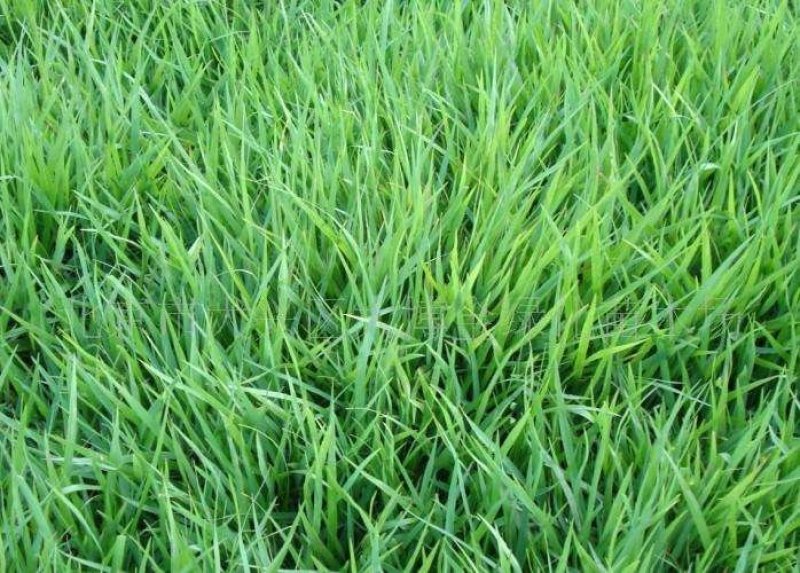 结缕草籽种日本高档草坪种子细叶结缕草种子