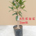 桂花苗嫁接桂花盆栽地栽庭院树苗金桂四季桂花树苗浓香花卉