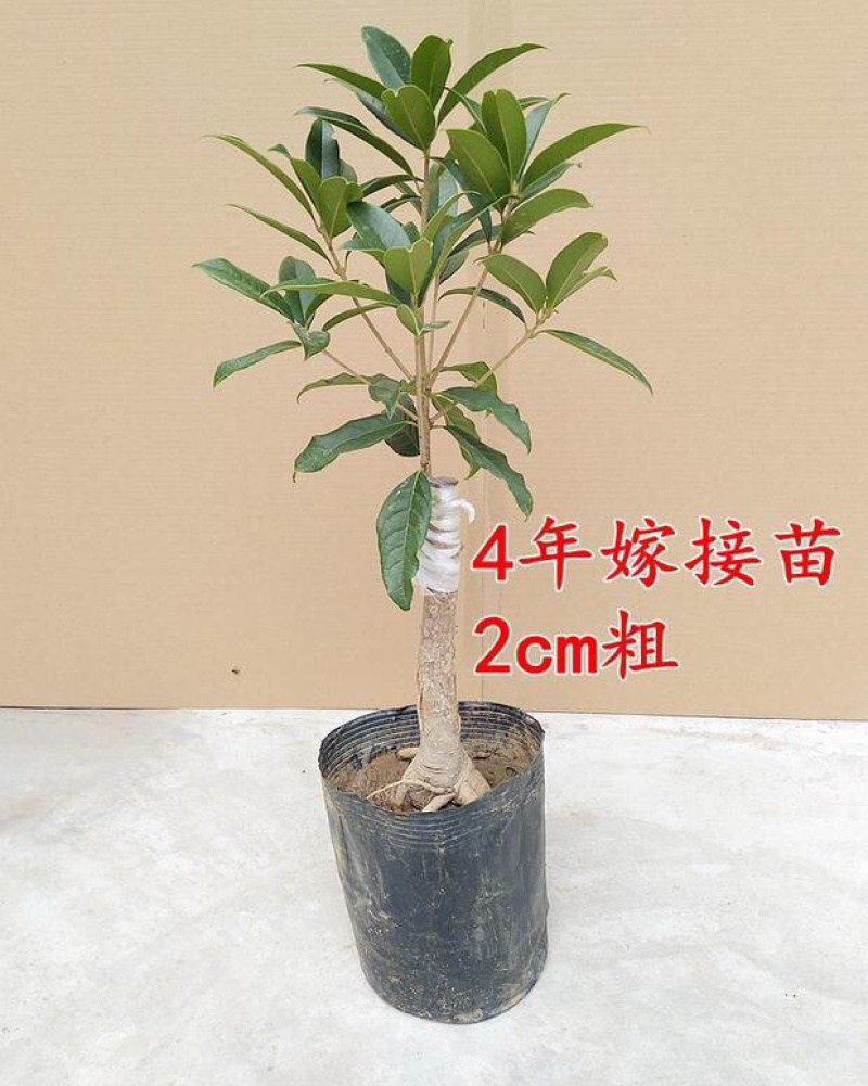 桂花苗嫁接桂花盆栽地栽庭院树苗金桂四季桂花树苗浓香花卉