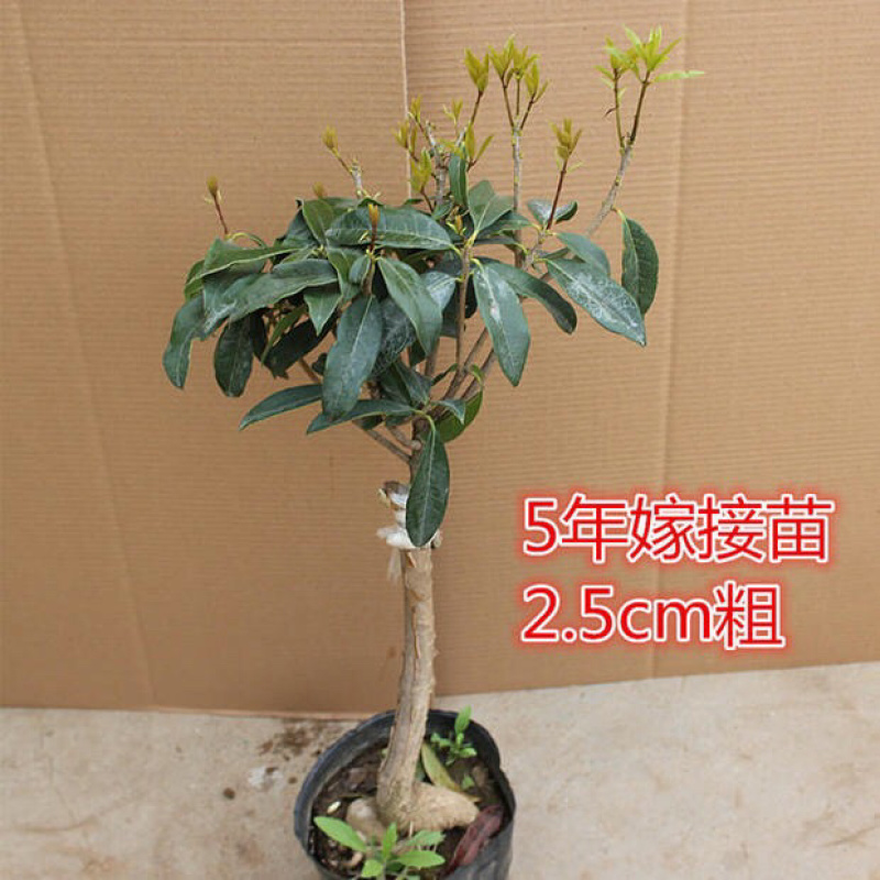 桂花苗嫁接桂花盆栽地栽庭院树苗金桂四季桂花树苗浓香花卉