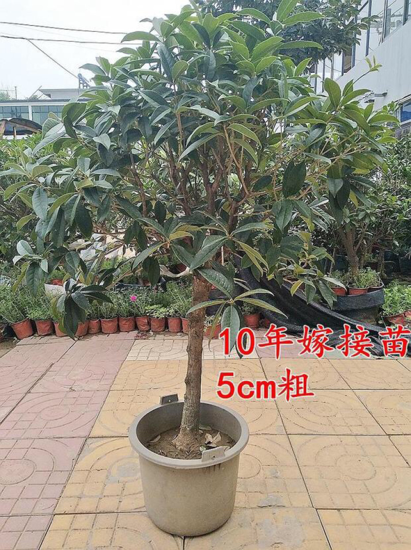 桂花苗嫁接桂花盆栽地栽庭院树苗金桂四季桂花树苗浓香花卉
