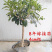 桂花苗嫁接桂花盆栽地栽庭院树苗金桂四季桂花树苗浓香花卉
