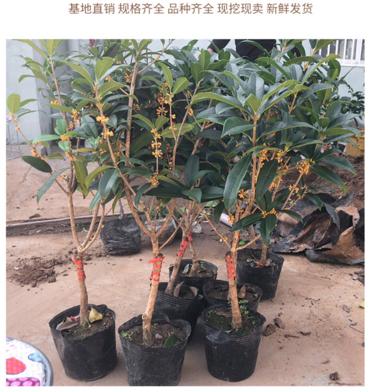 桂花苗嫁接桂花盆栽地栽庭院树苗金桂四季桂花树苗浓香花卉