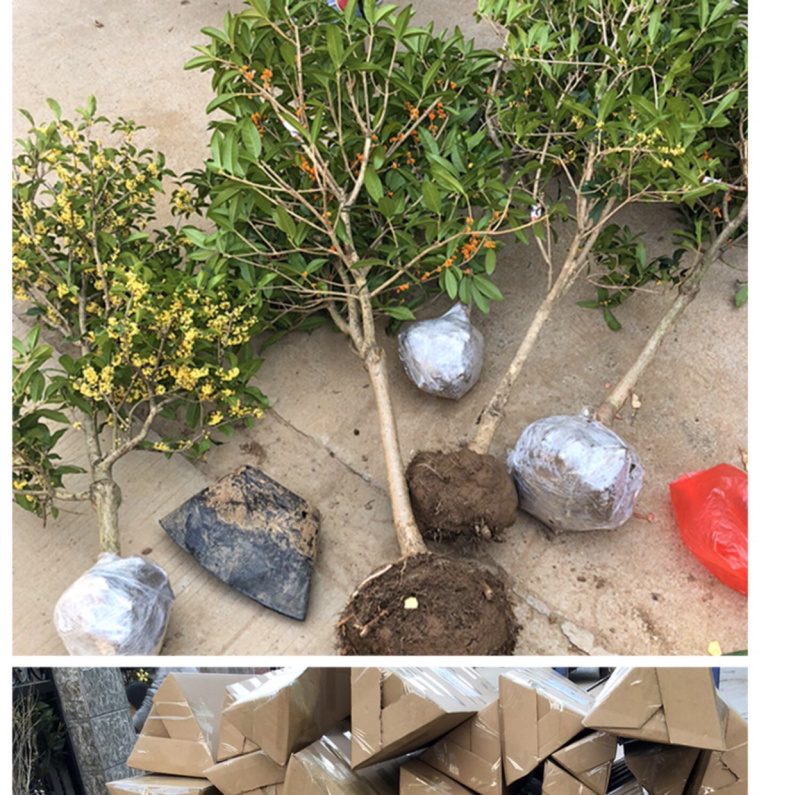 桂花苗嫁接桂花盆栽地栽庭院树苗金桂四季桂花树苗浓香花卉