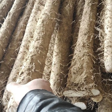 深加工，初加工山药各种蔬菜