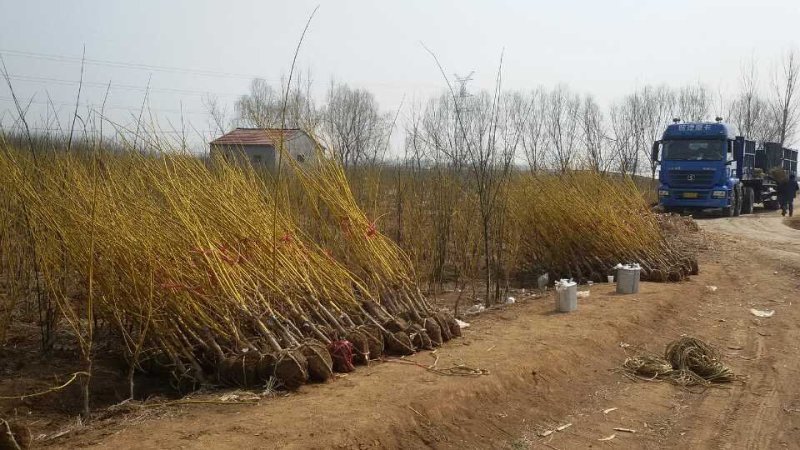 黄金槐量大供应
