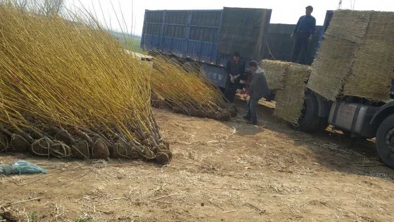 黄金槐量大供应