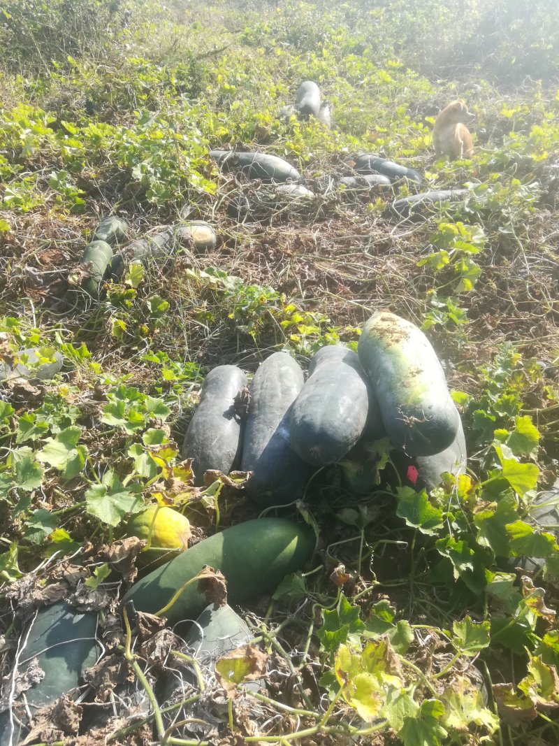 子弹头黑皮冬瓜