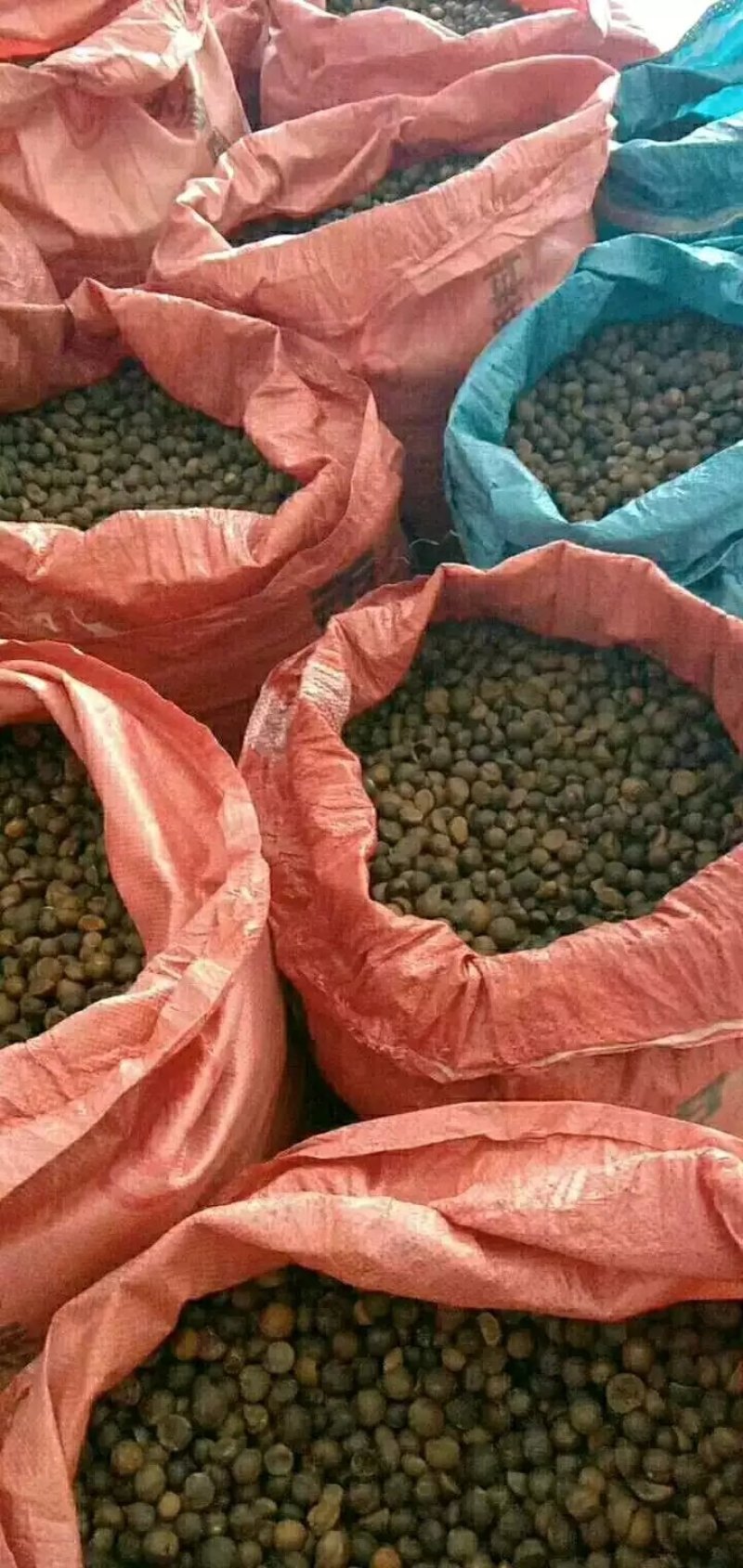 野生高山茶油