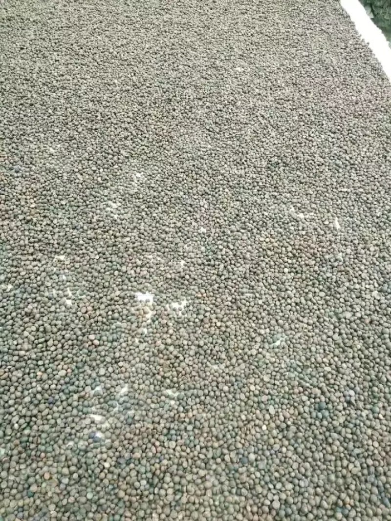 野生高山茶油