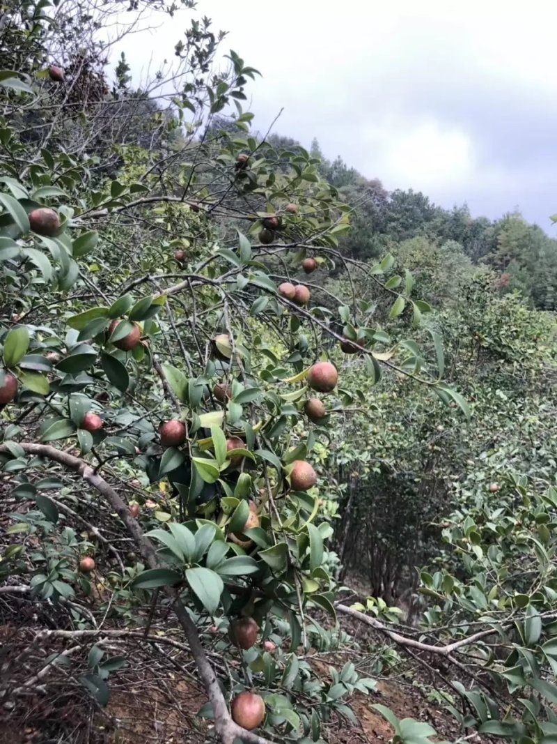 野生高山茶油