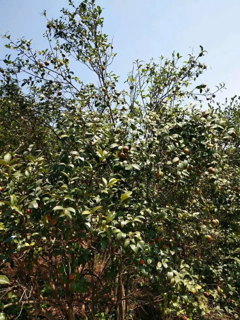 野生高山茶油