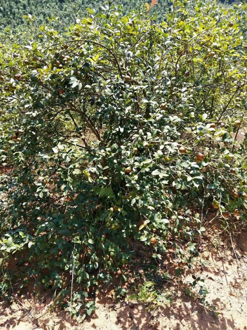 野生高山茶油
