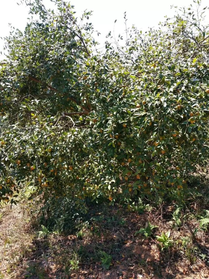 野生高山茶油