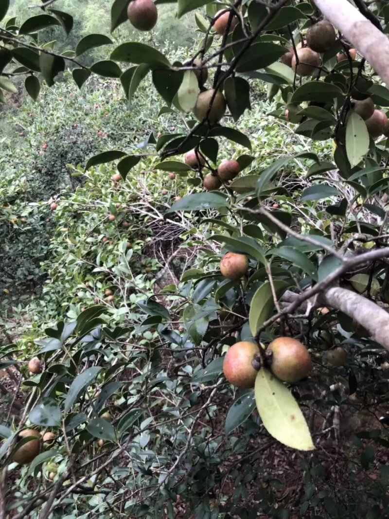 野生高山茶油
