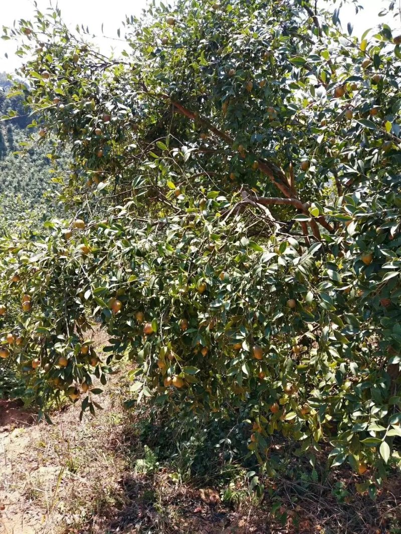 野生高山茶油