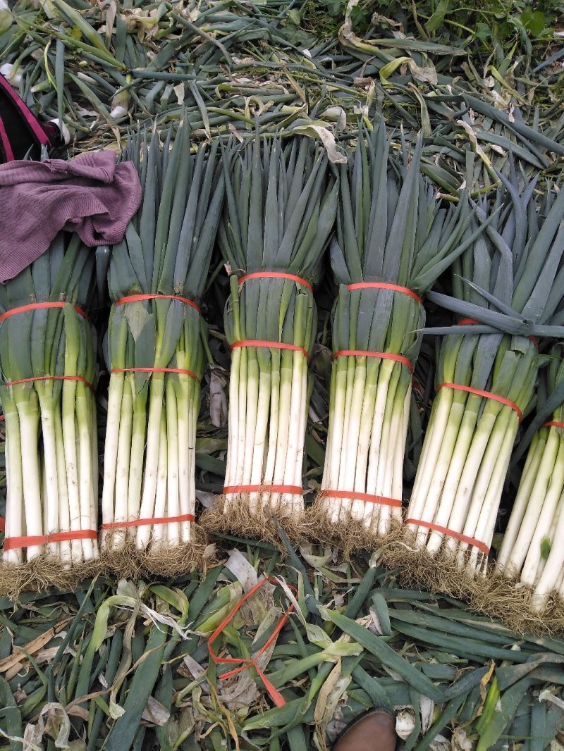 精品大葱无病虫害绿色鲜货