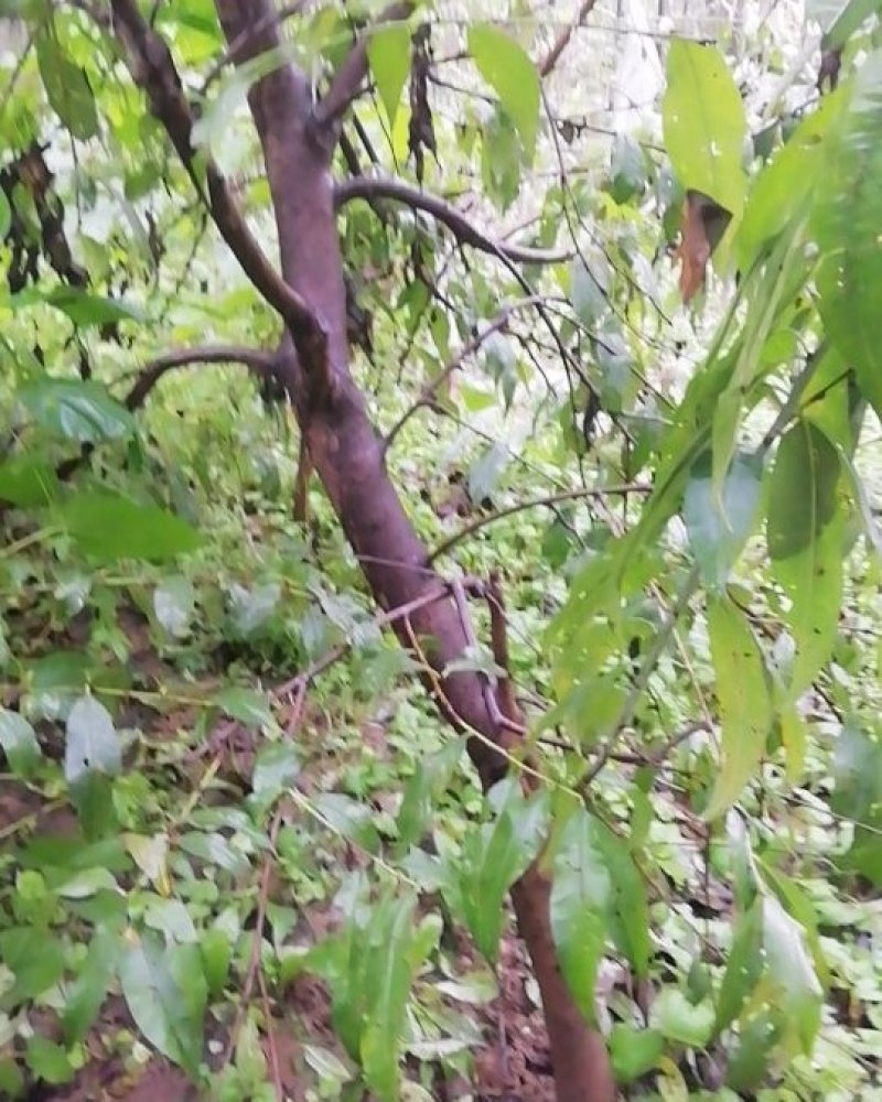 桃树，直径5公分以上的