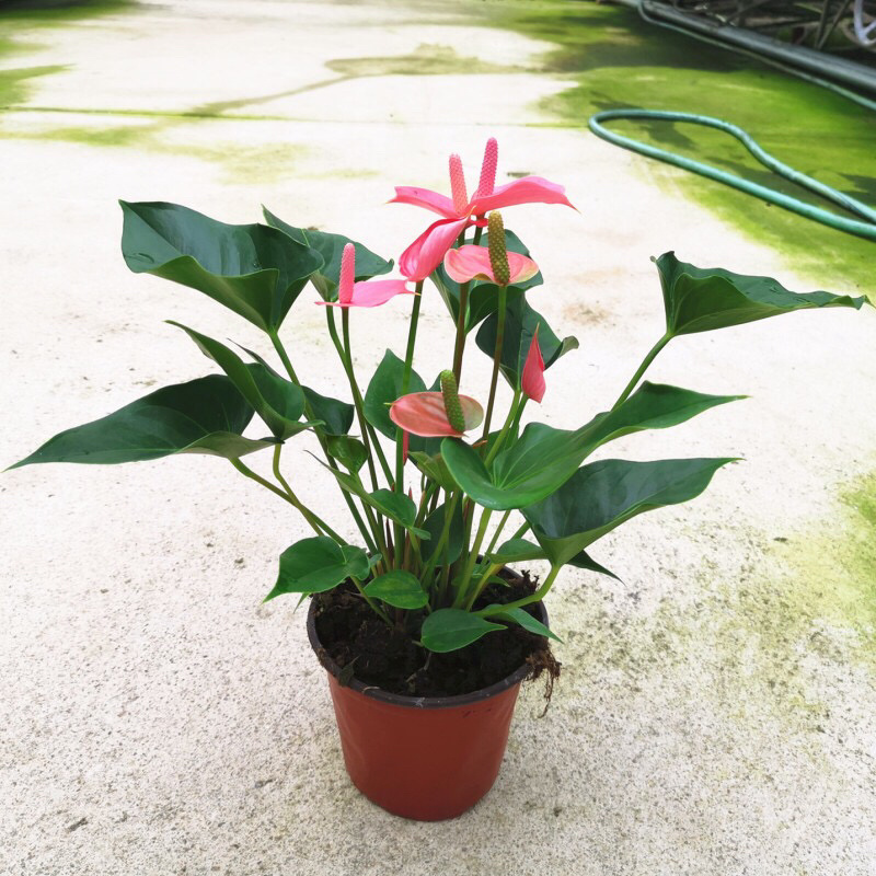 红掌白掌盆栽植物室内花卉好养水培一帆风顺大盆水养四季常青