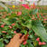 红掌白掌盆栽植物室内花卉好养水培一帆风顺大盆水养四季常青